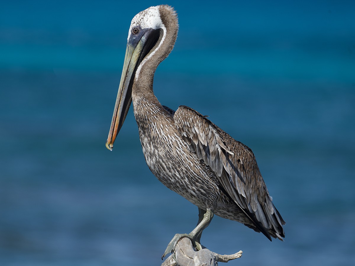 Brown Pelican - ML624367979