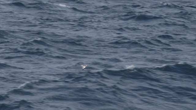 Sabine's Gull - ML624368115