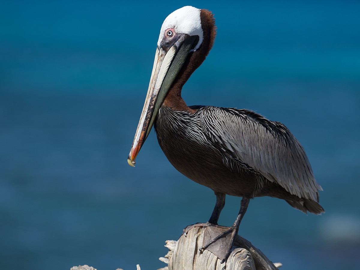 Brown Pelican - ML624368173