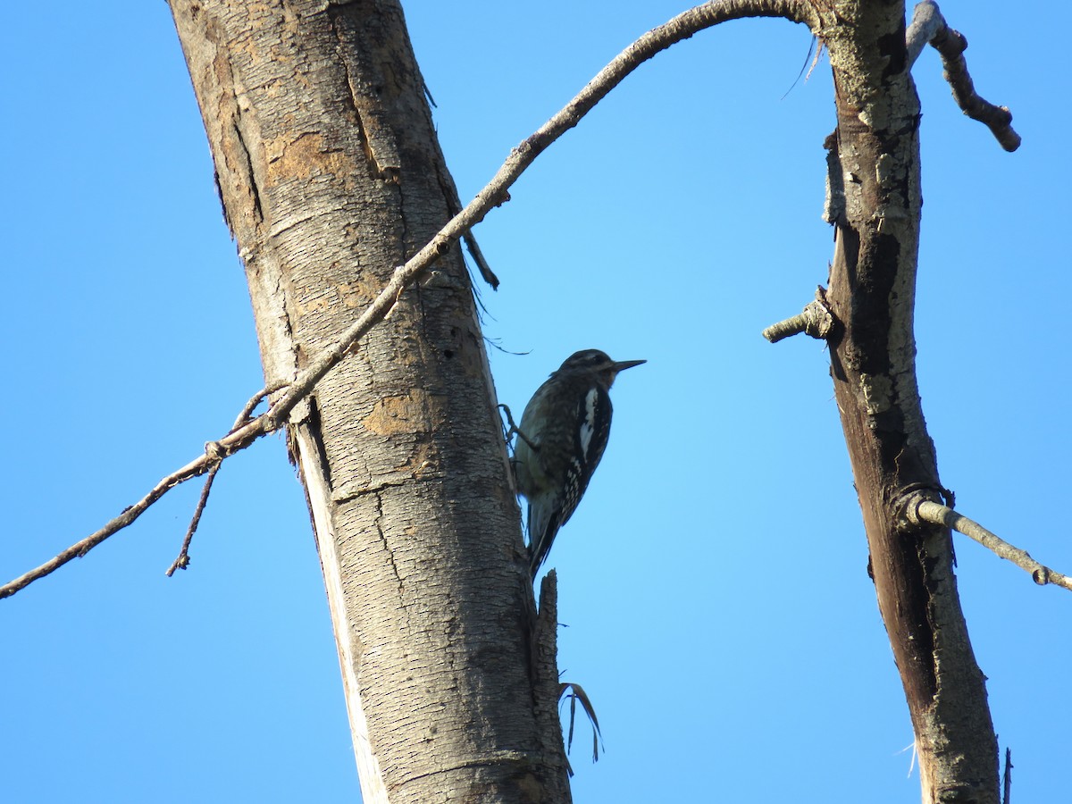 נקר צהוב-בטן - ML624368222