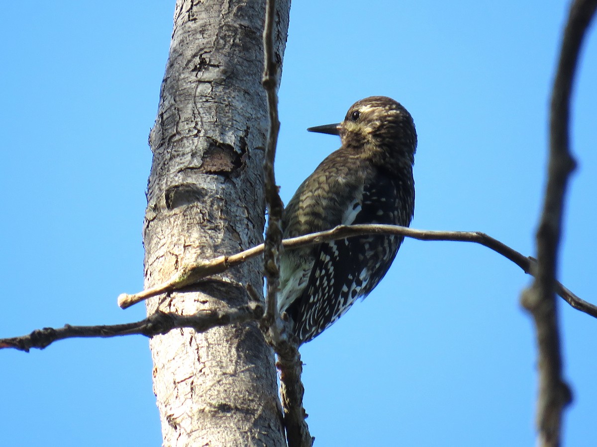 נקר צהוב-בטן - ML624368236