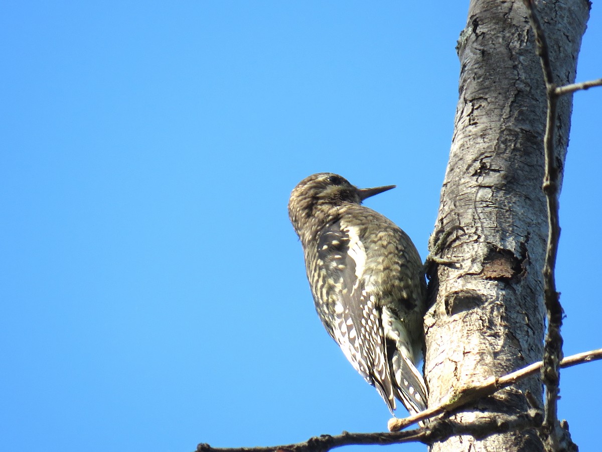 נקר צהוב-בטן - ML624368239