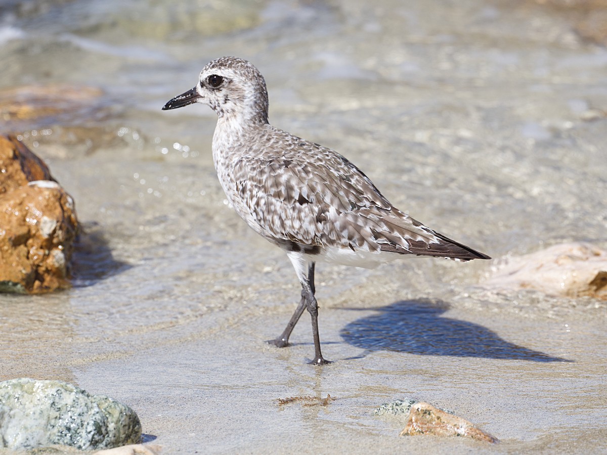 Black-bellied Plover - ML624368445