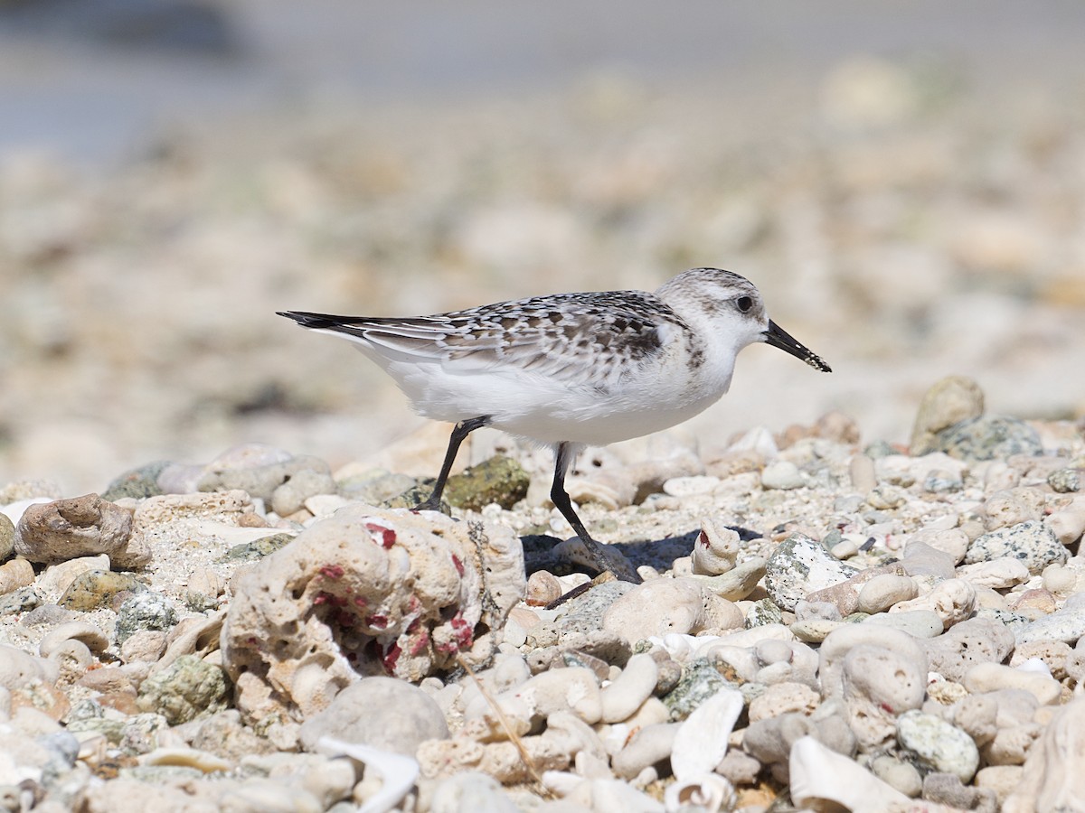 Sanderling - ML624368532