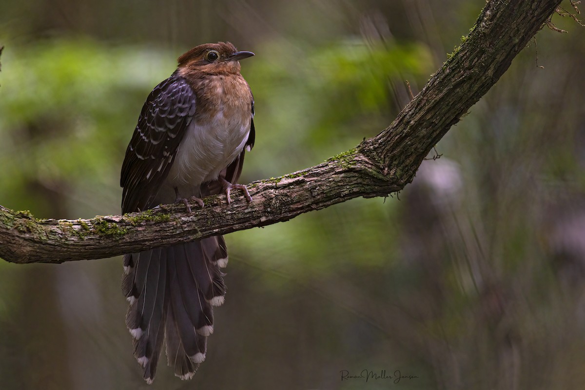 Pavonine Cuckoo - ML624368625