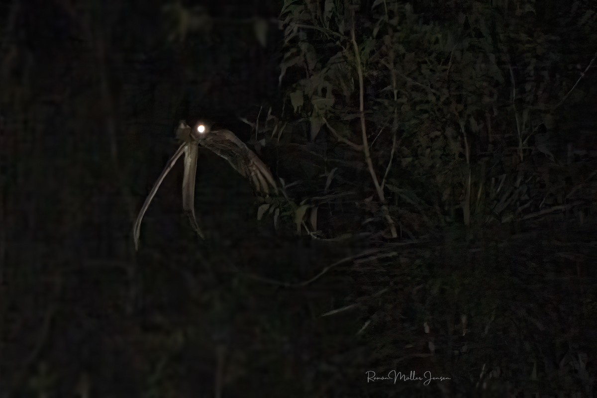 Long-trained Nightjar - ML624368663