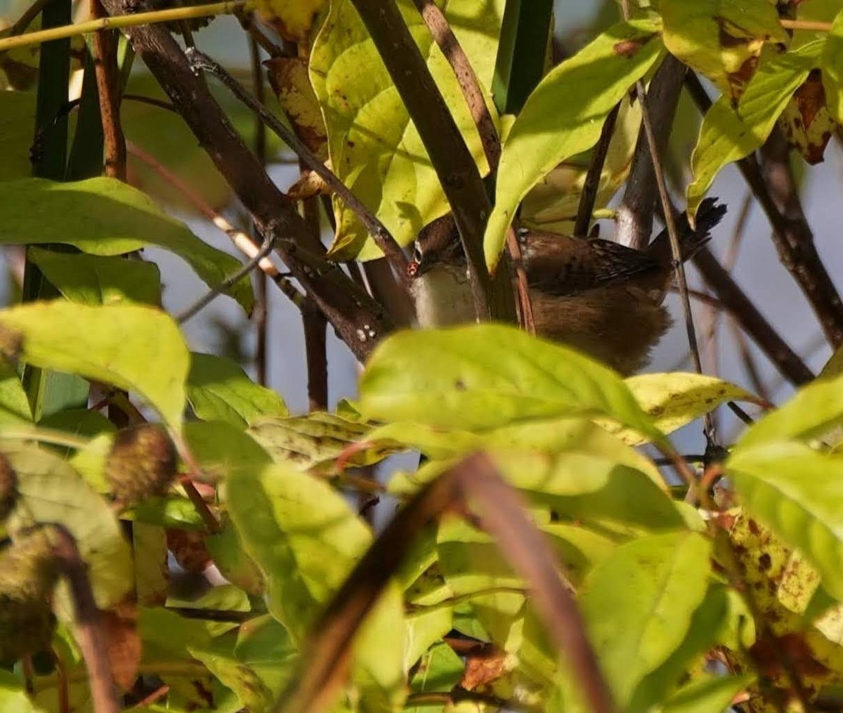 Marsh Wren - ML624368688