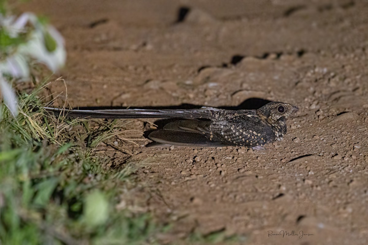Long-trained Nightjar - ML624368718