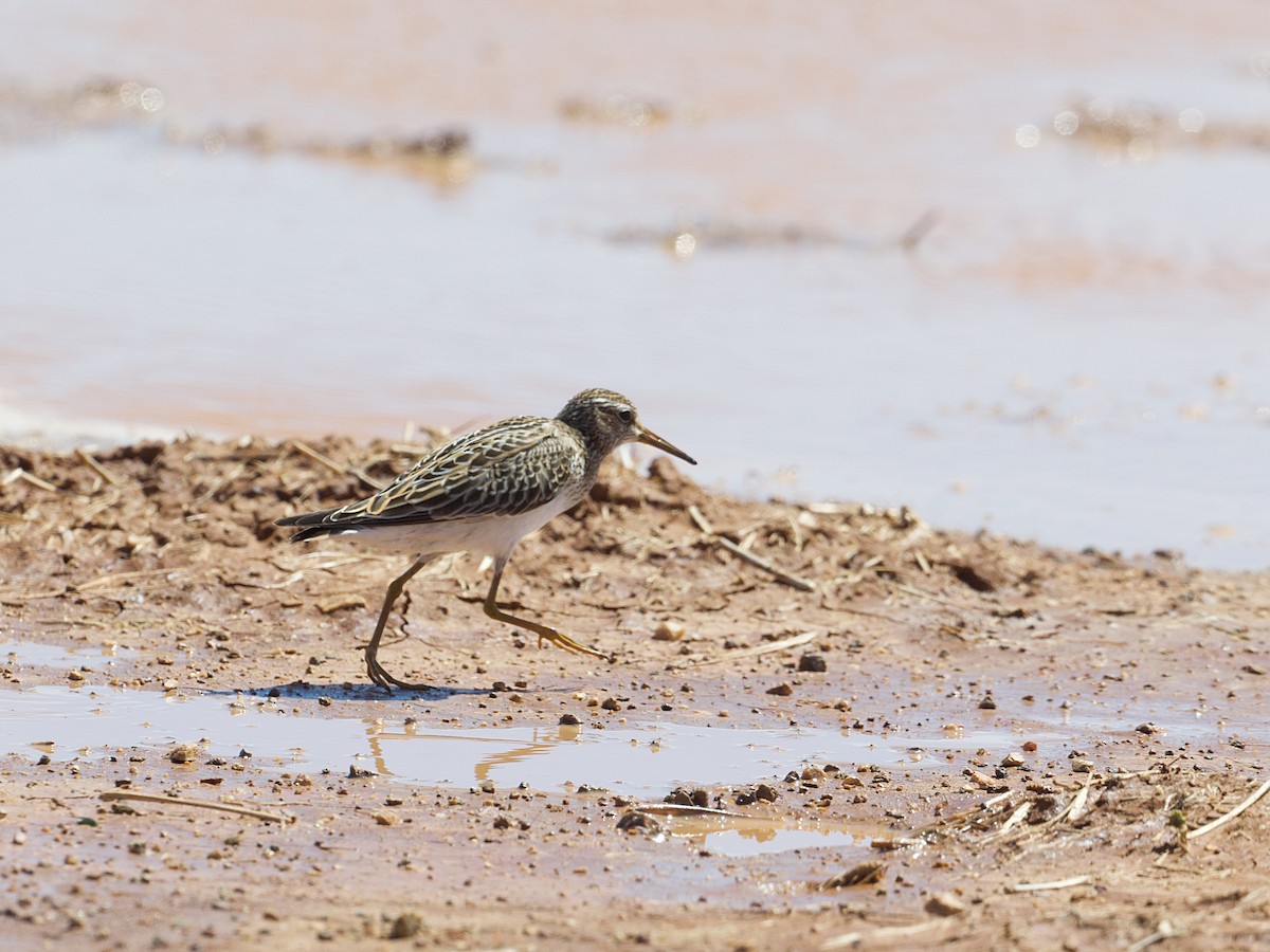 Pectoral Sandpiper - ML624368721