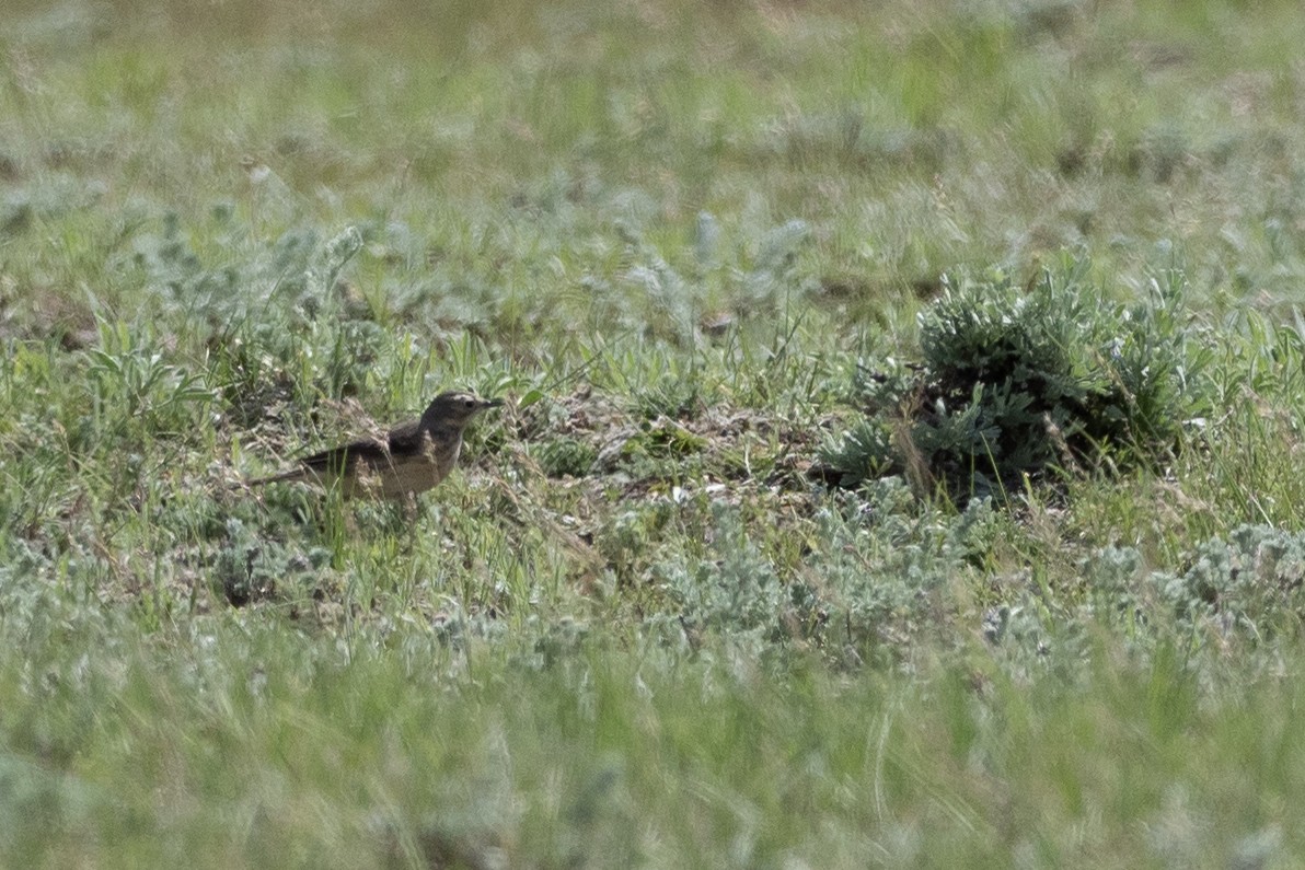 American Pipit - ML624368779