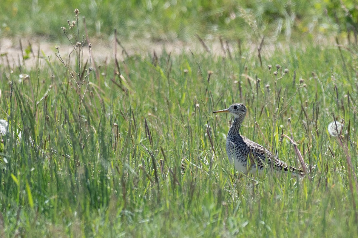 Upland Sandpiper - ML624368791