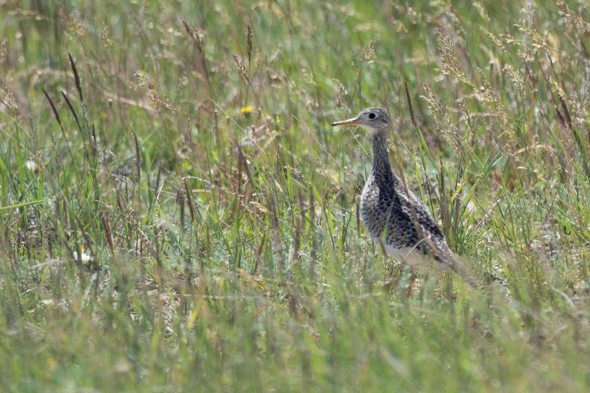 Upland Sandpiper - ML624368792