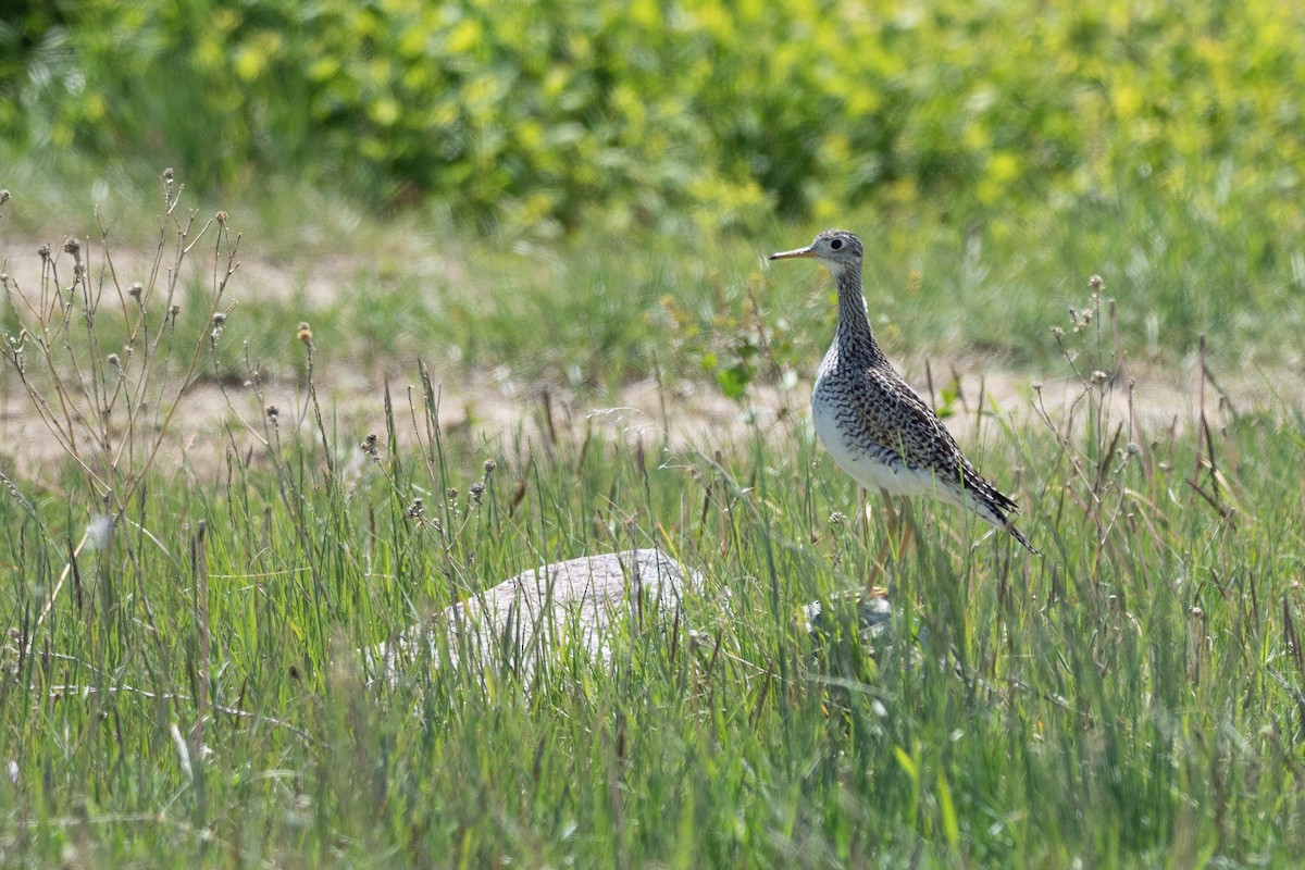 Upland Sandpiper - ML624368794