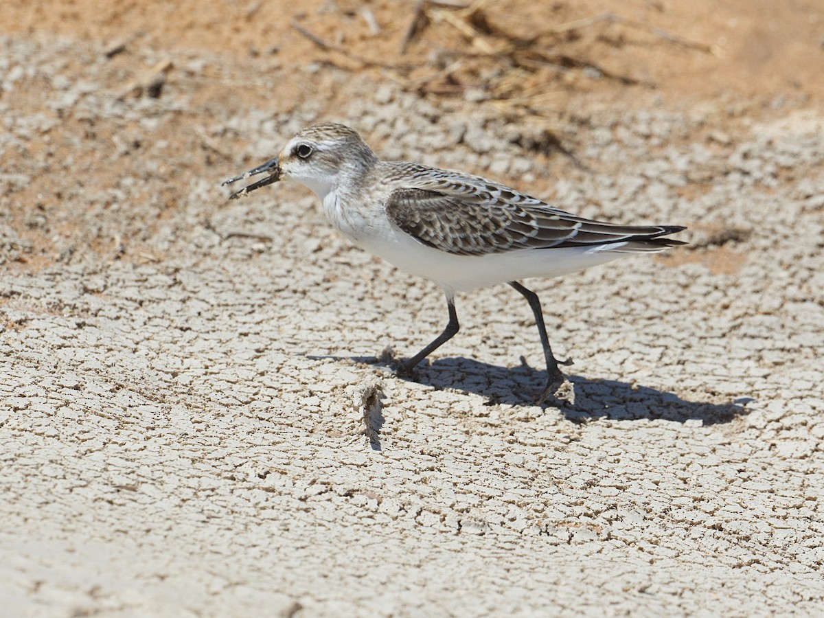 Semipalmated Sandpiper - ML624368842