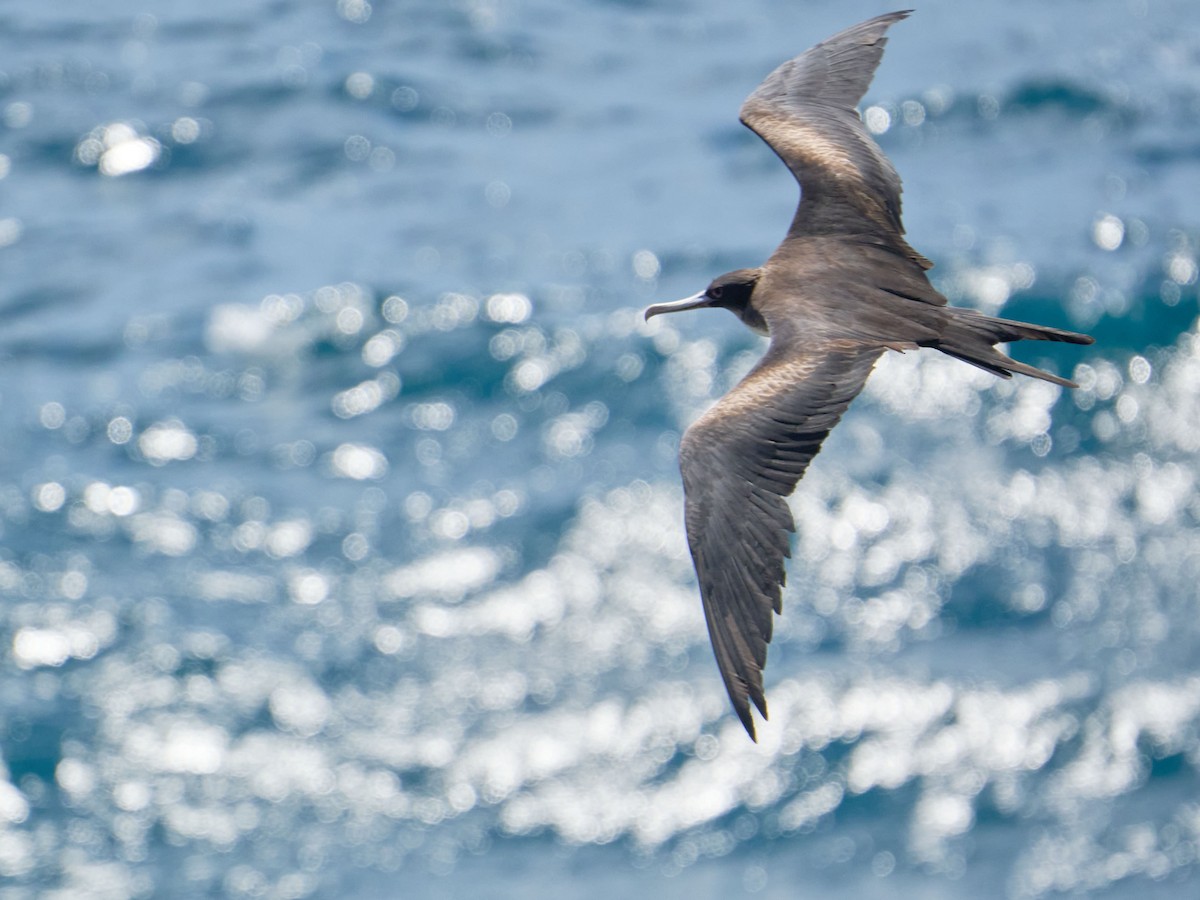 Great Frigatebird - ML624368912