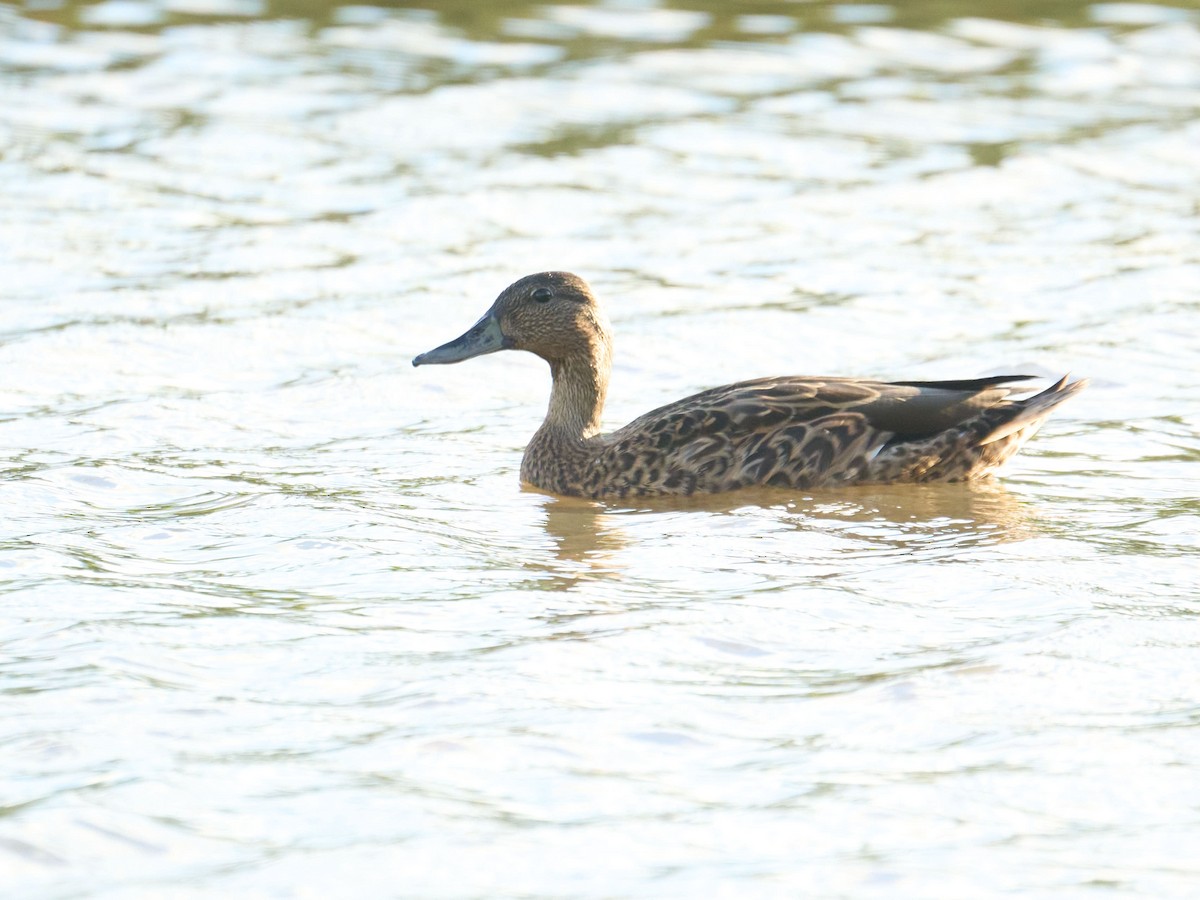 Canard des Hawaï - ML624368925