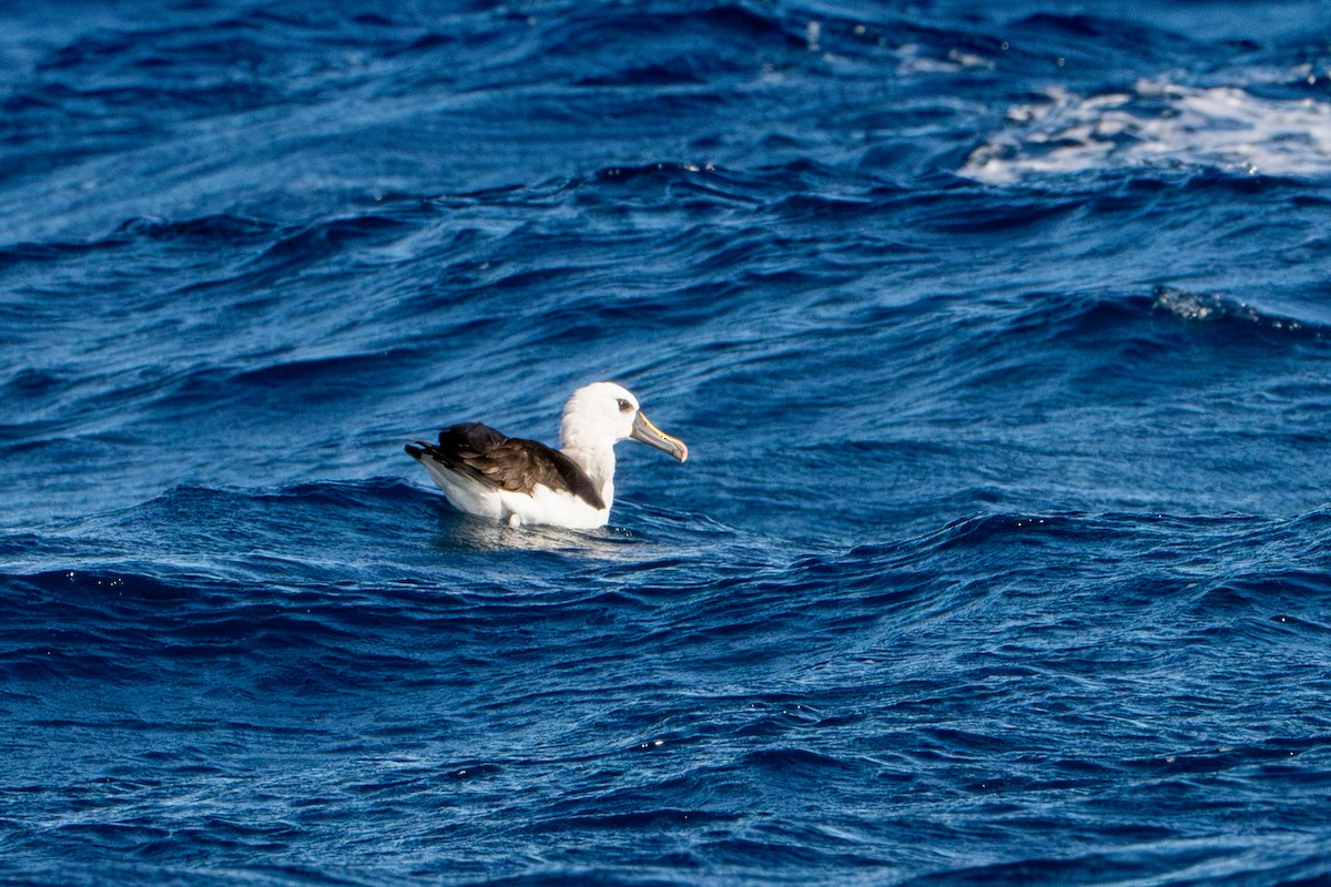 Gelbnasenalbatros - ML624369045