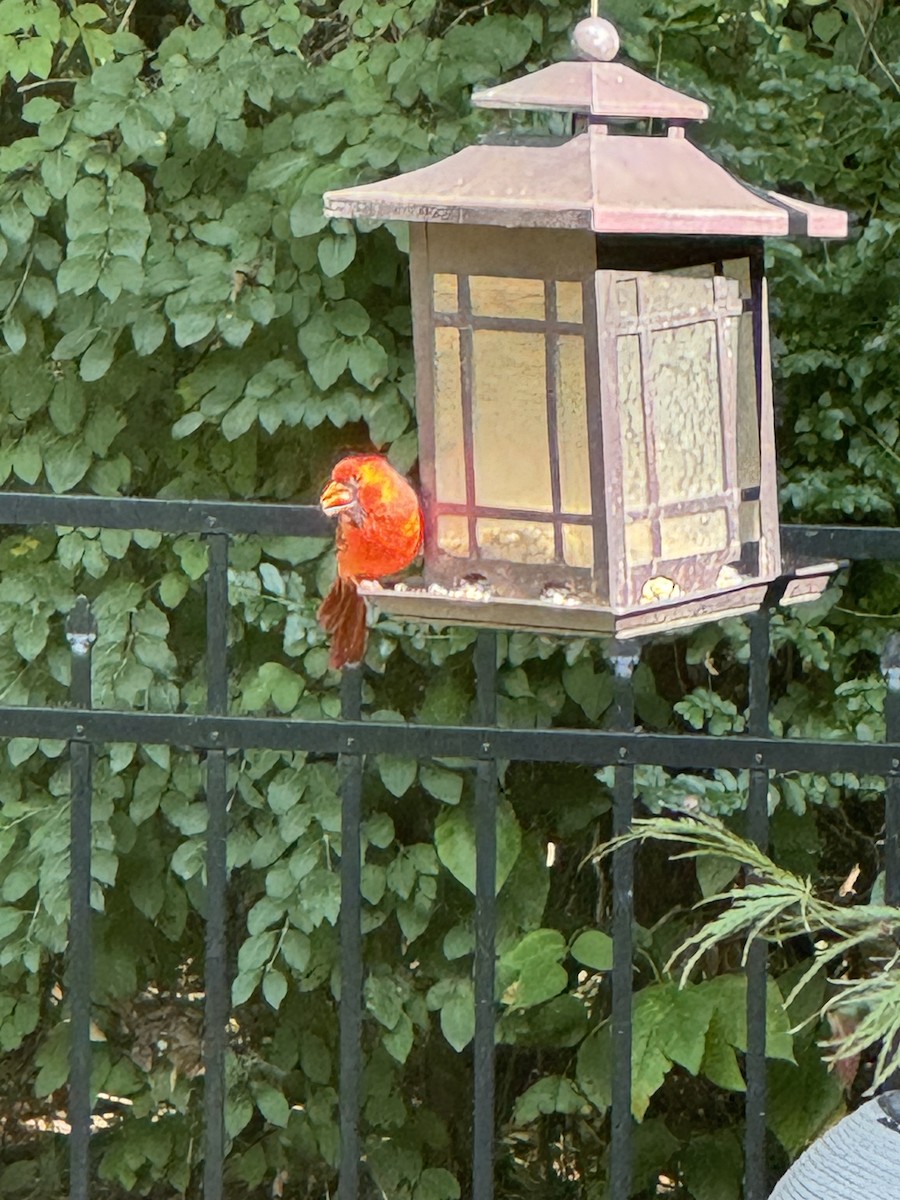 Northern Cardinal - ML624369047
