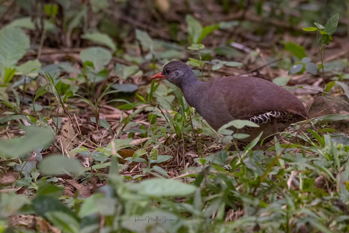 Tataupa Tinamou - ML624369115
