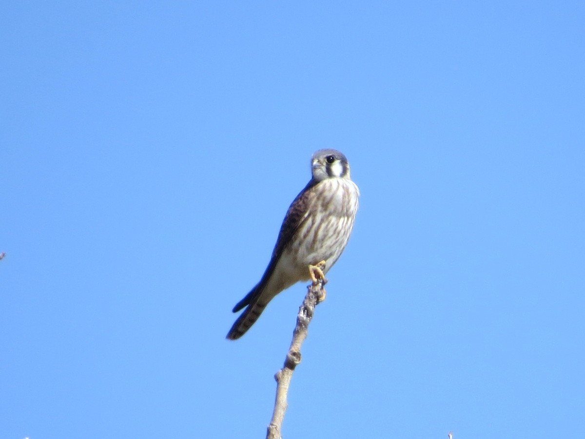 American Kestrel - ML624369176