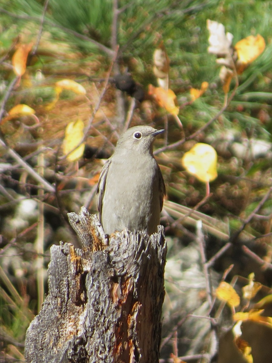 Townsend's Solitaire - ML624369226