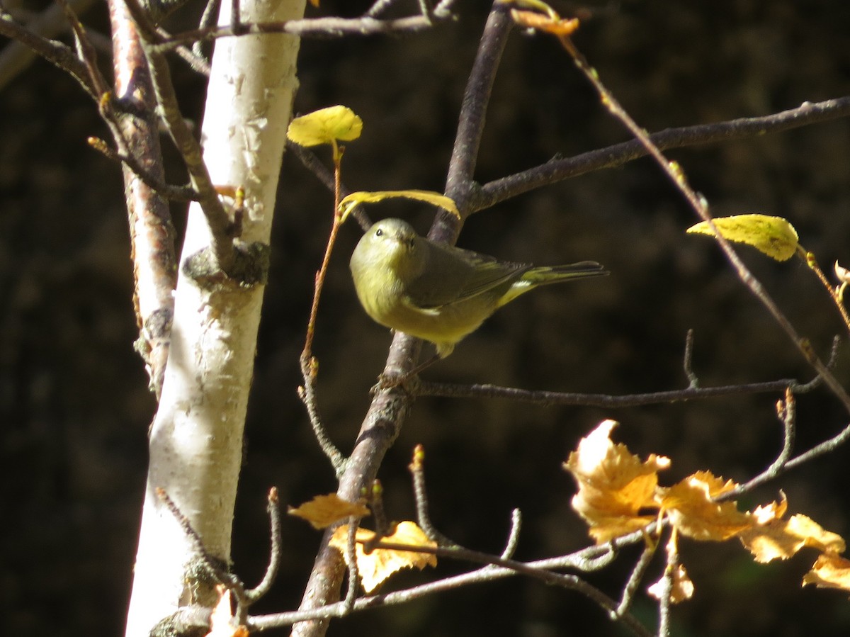 Orange-crowned Warbler - ML624369259