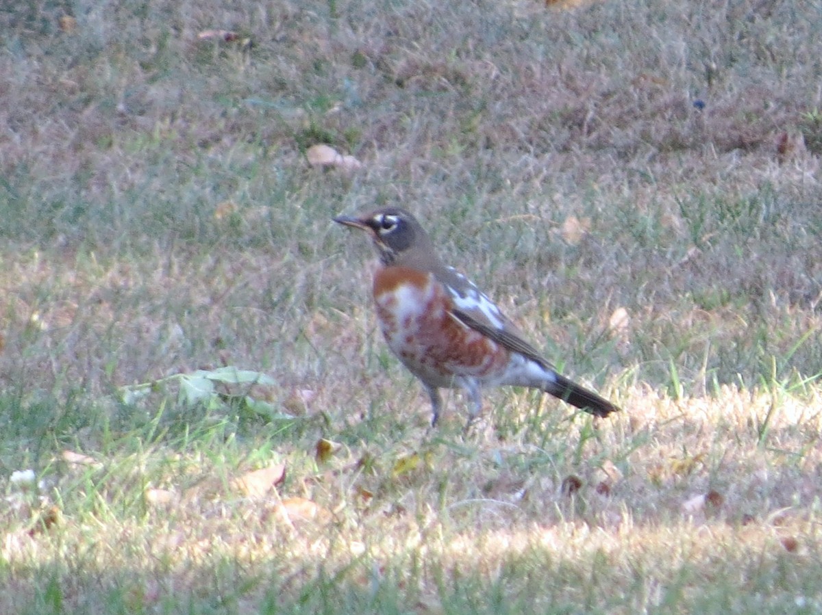 American Robin - ML624369319