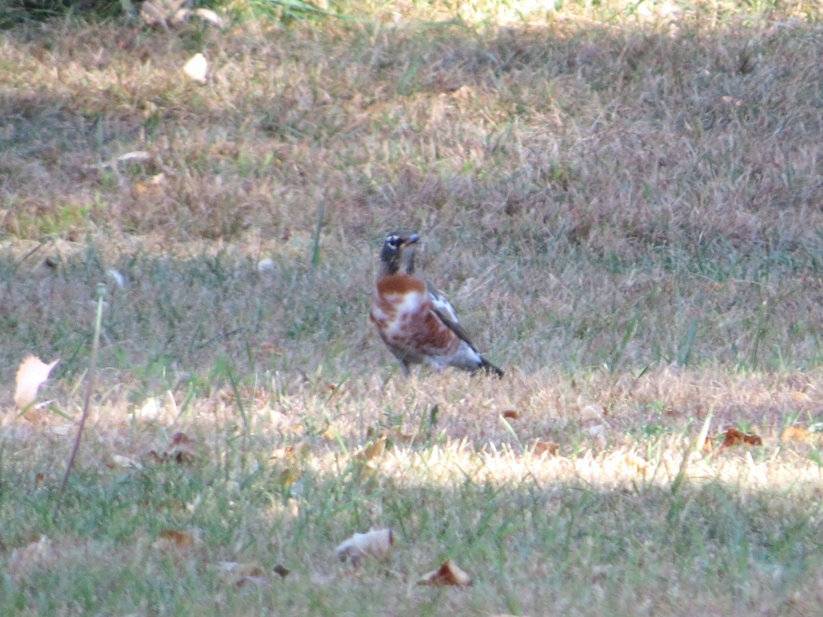 American Robin - ML624369332