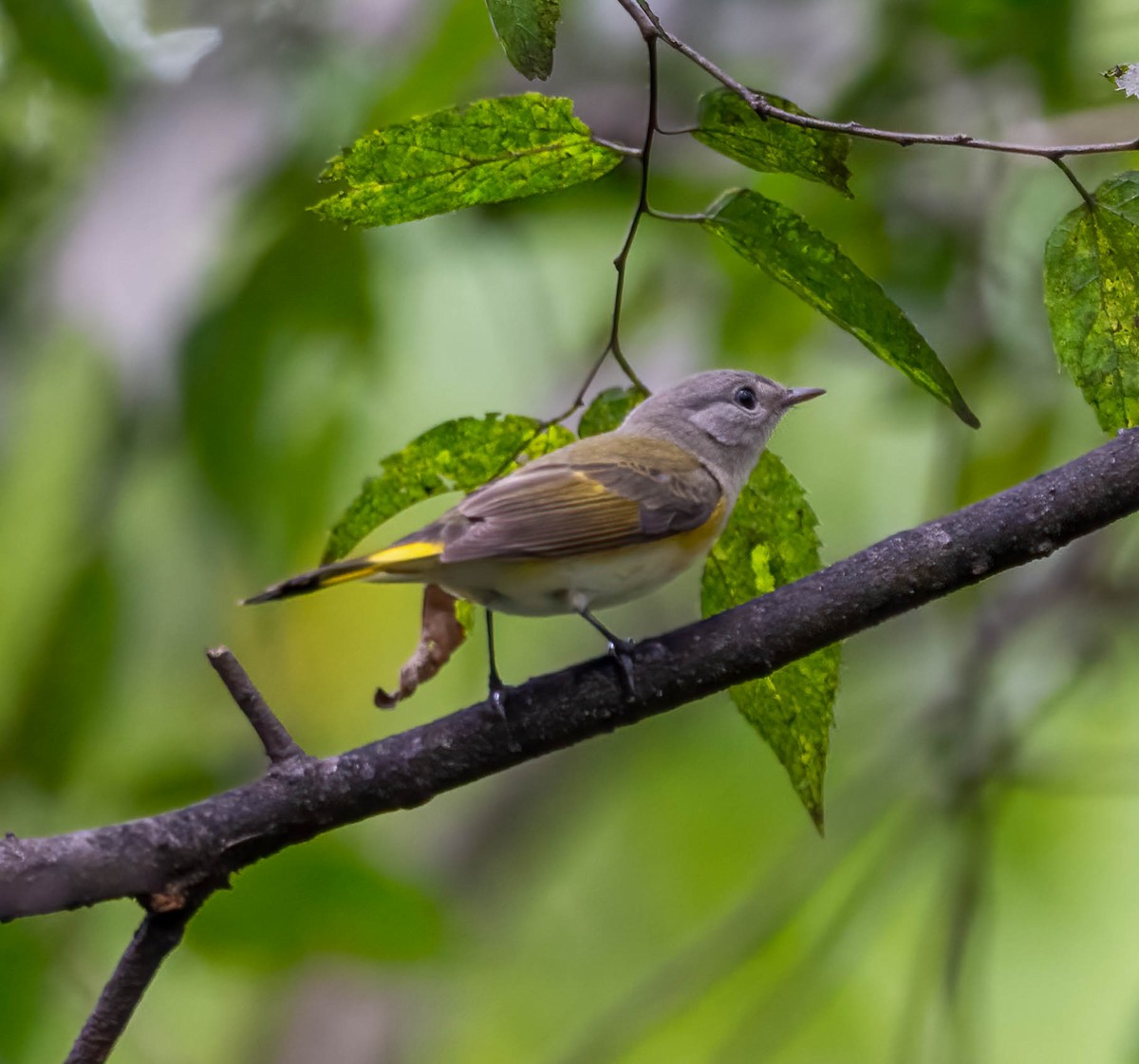 American Redstart - ML624369407