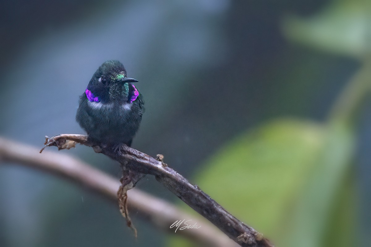 White-throated Daggerbill - ML624369432