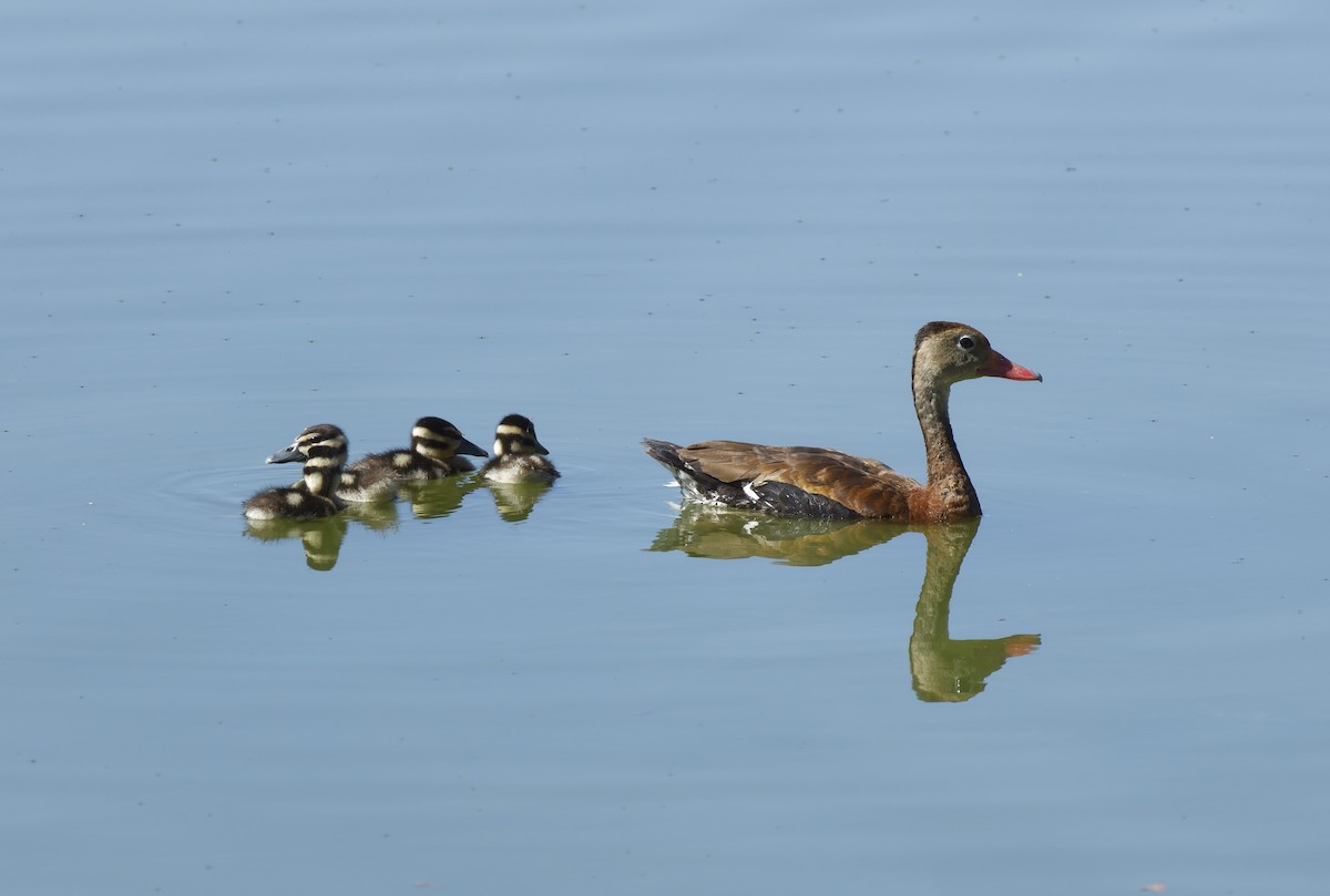 Black-bellied Whistling-Duck - ML624369446