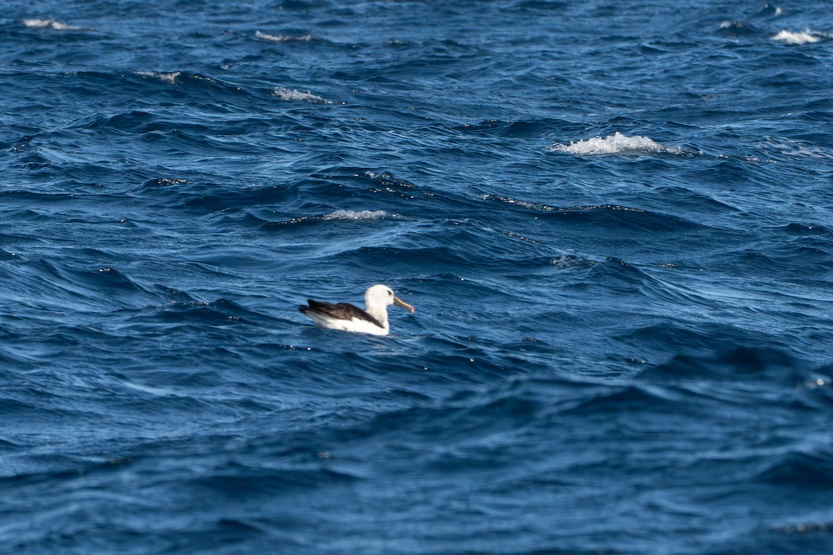 Albatros sudurrori atlantikoa - ML624369463