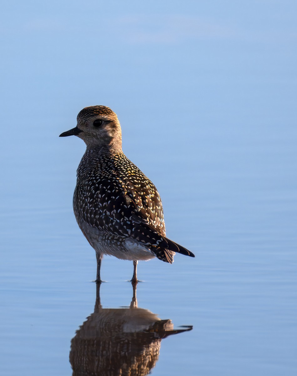 American Golden-Plover - ML624369603