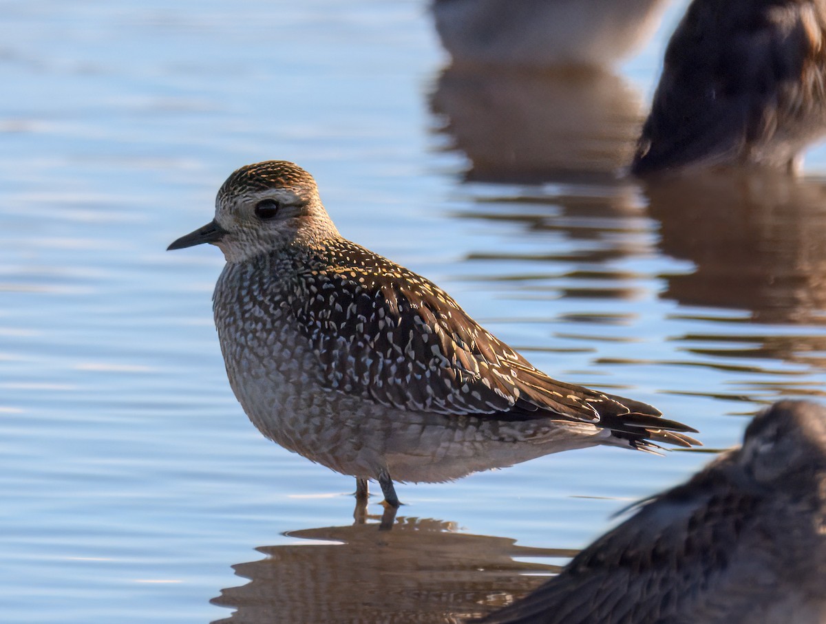 American Golden-Plover - Nicole Kaufmann