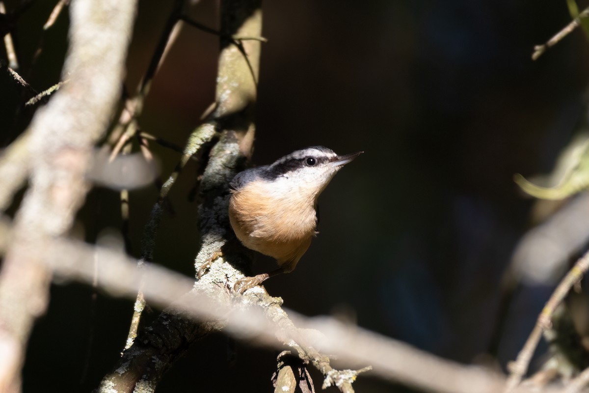 Red-breasted Nuthatch - ML624369639