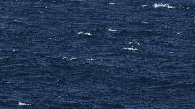 Sabine's Gull - ML624369732