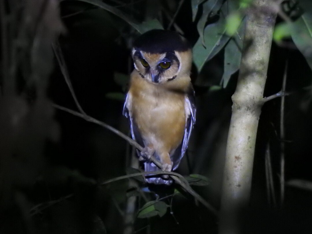 Buff-fronted Owl - ML624369784