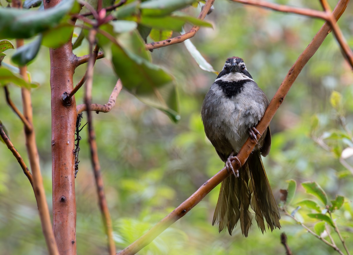 Collared Towhee - ML624369816