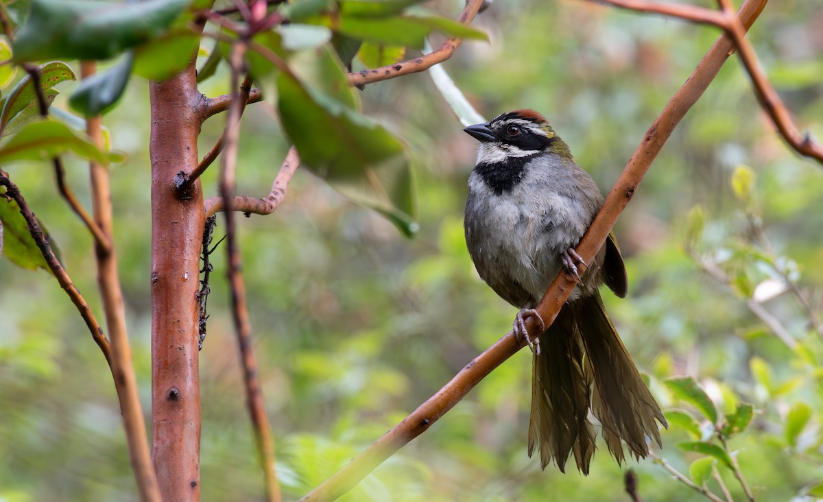 Collared Towhee - ML624369817