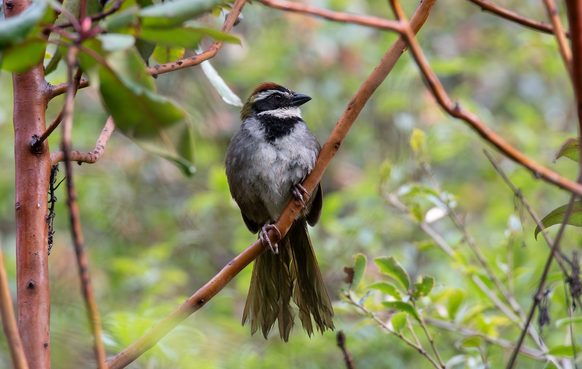 Collared Towhee - ML624369818