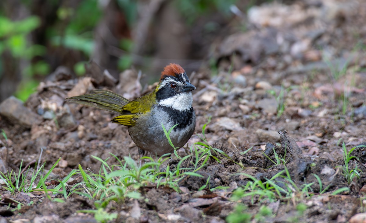 Collared Towhee - ML624369821