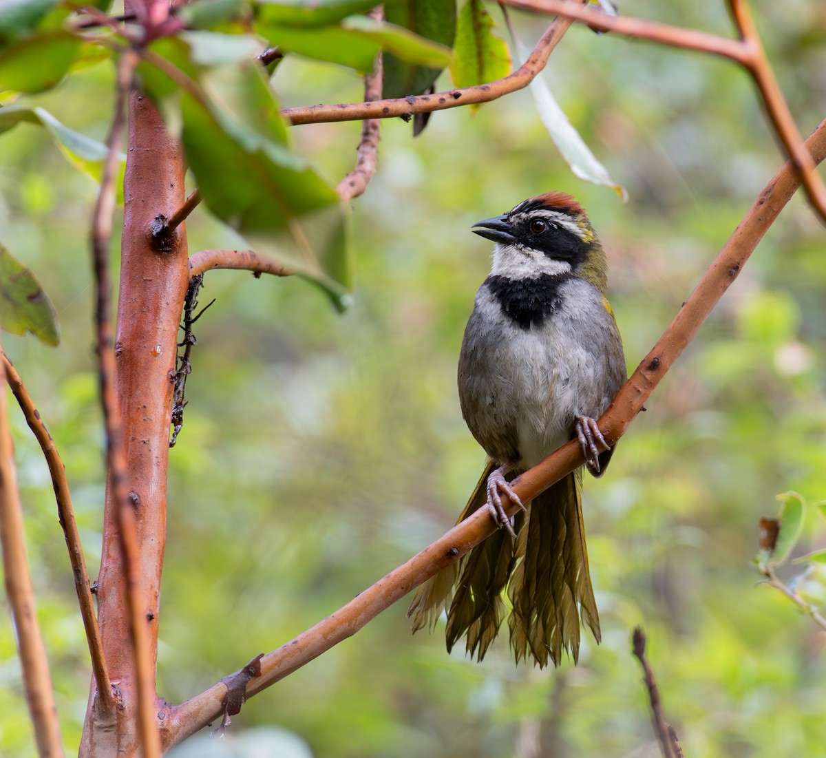 Collared Towhee - ML624369822