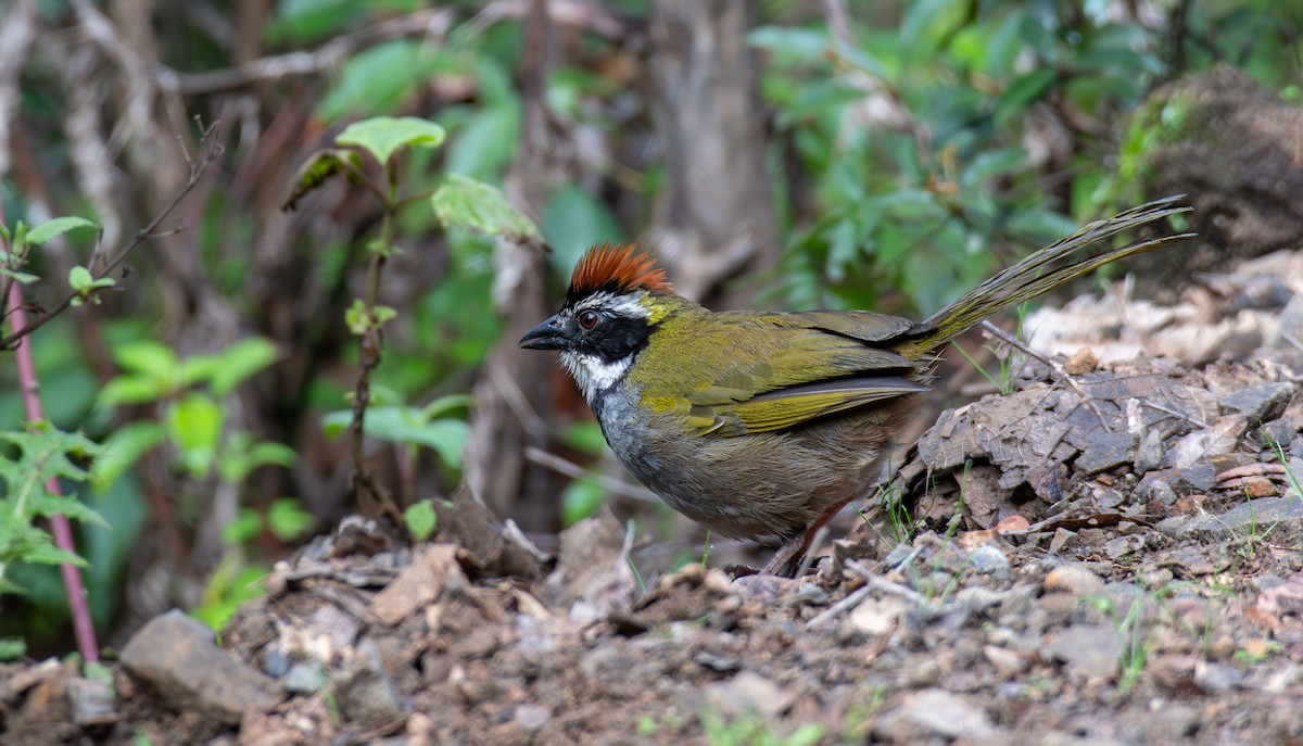 Collared Towhee - ML624369823