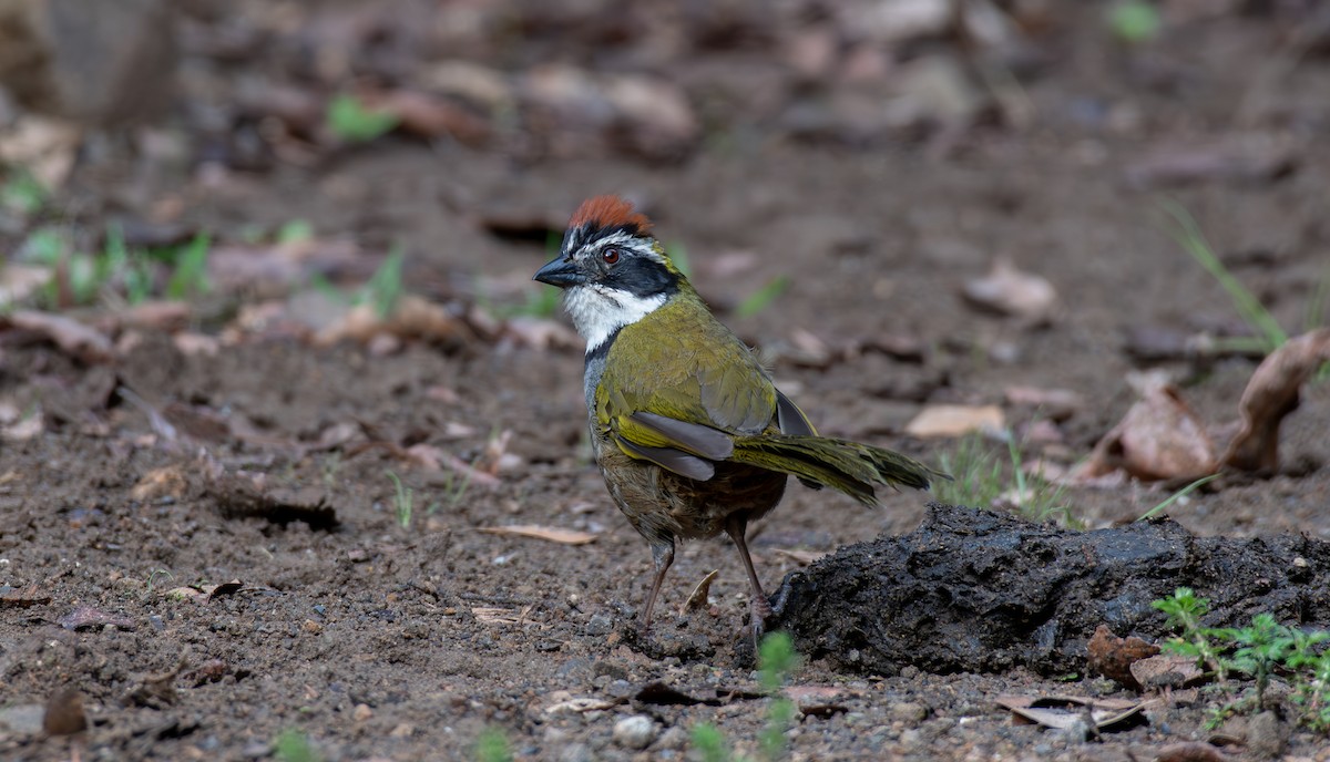 Collared Towhee - ML624369824