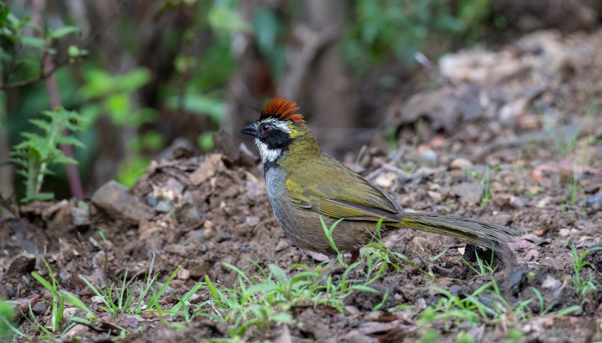 Collared Towhee - ML624369826