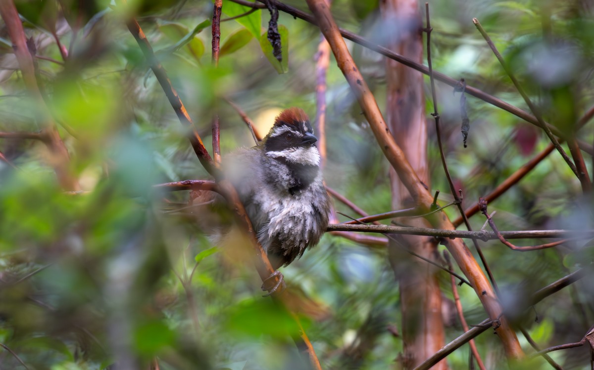 Collared Towhee - ML624369827