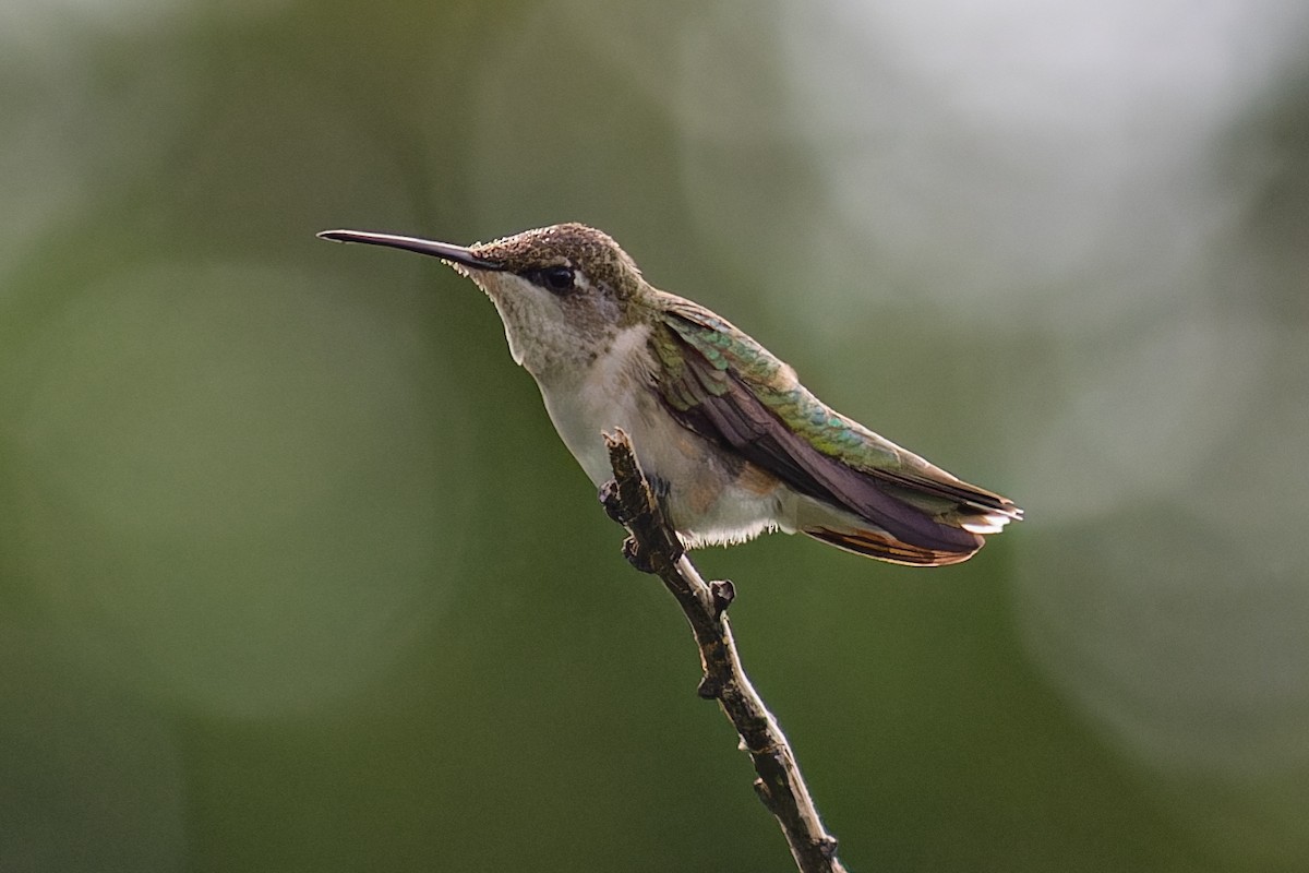 Ruby-throated Hummingbird - ML624369889