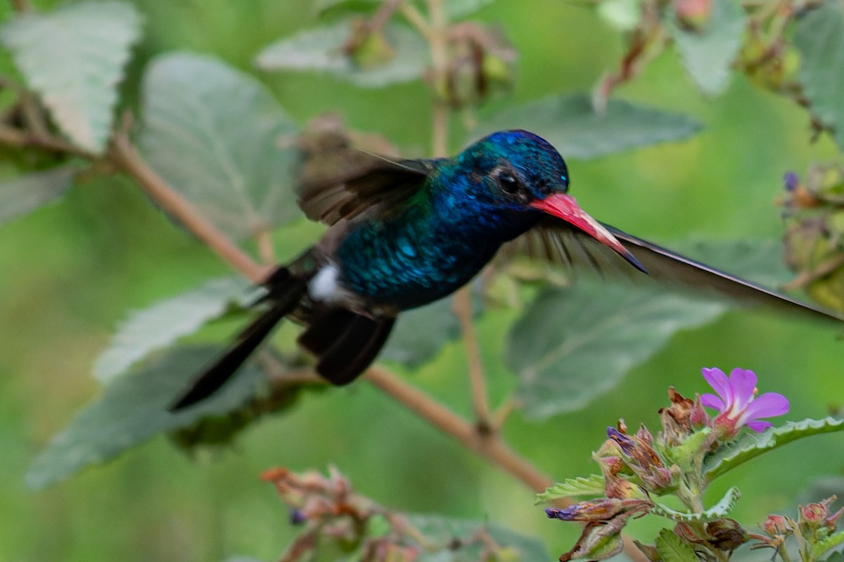 Turquoise-crowned Hummingbird - ML624369891