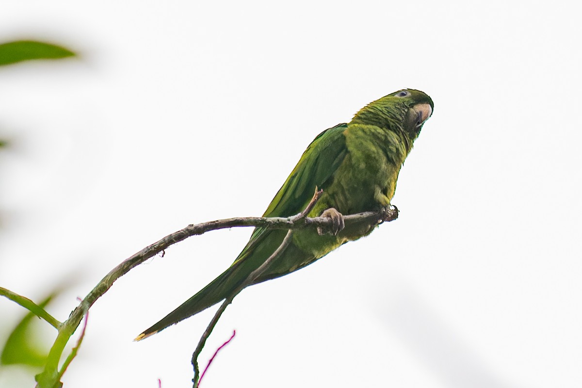 Green Parakeet - ML624369920