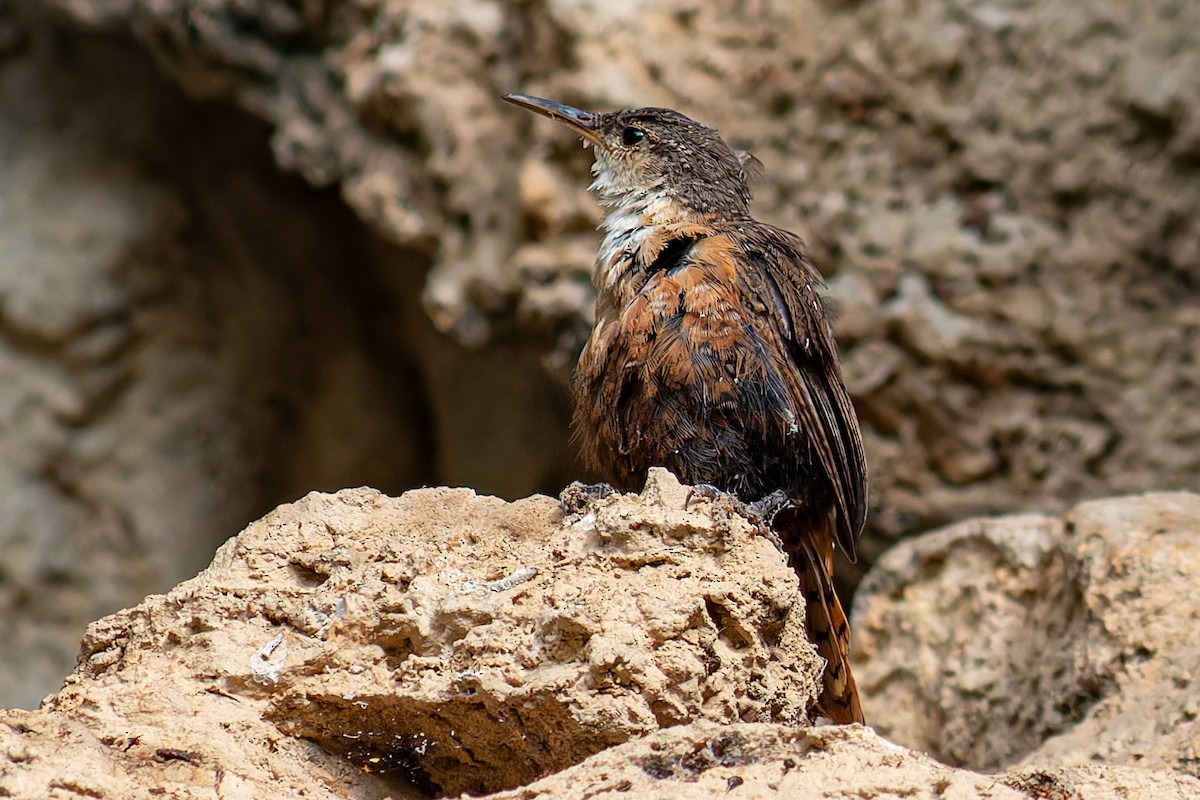 Canyon Wren - ML624369923